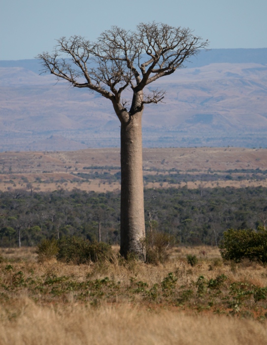 madagascar